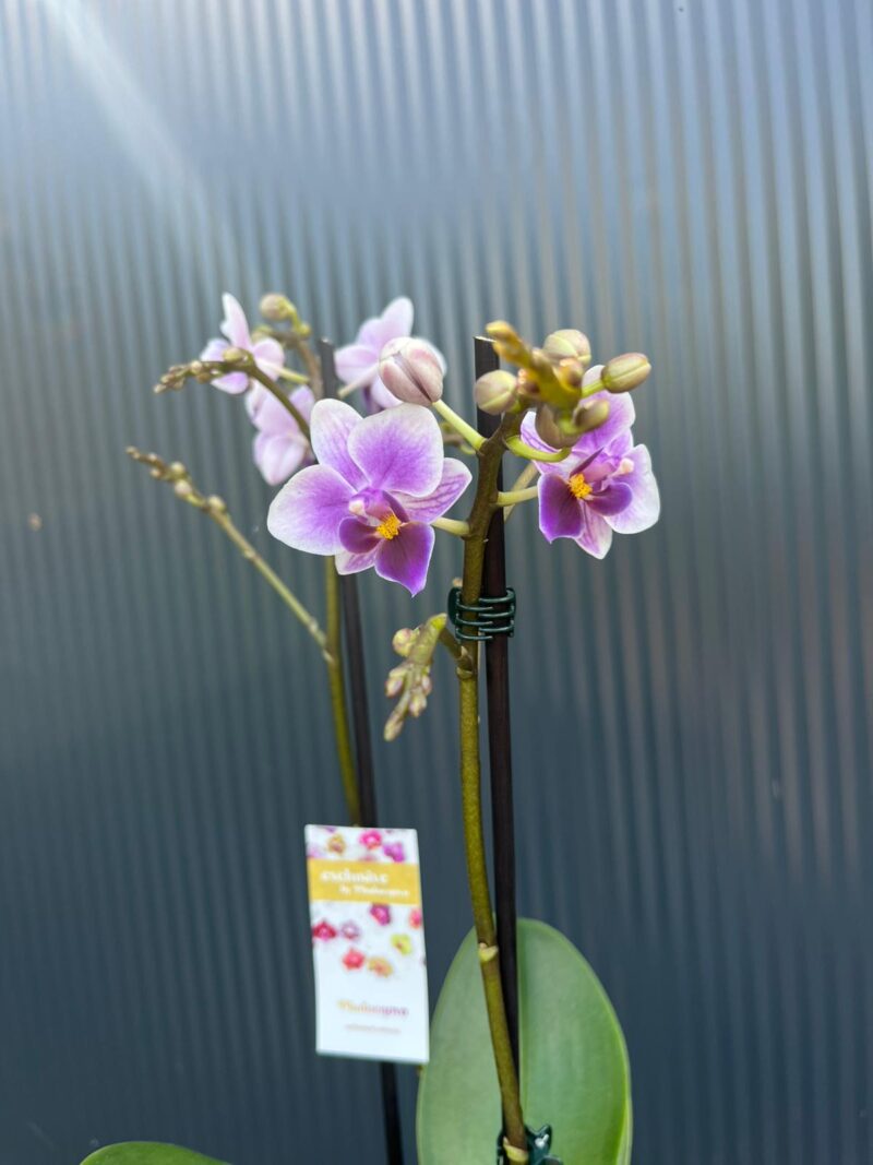 Phalaenopsis Equestris | storczyk Phalaenopsis Equestris | storczyk
