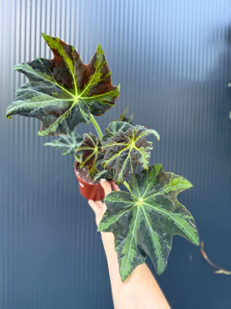 Begonia Gun Metal Begonia Gun Metal