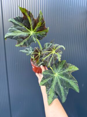 Begonia Gun Metal