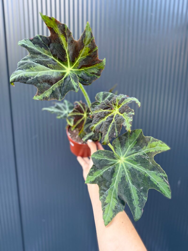 Begonia Gun Metal