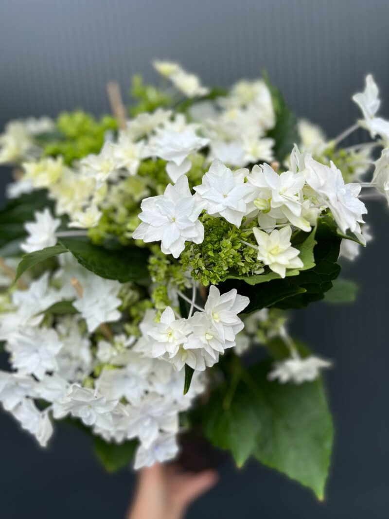 Hortensja Ogrodowa | Hydrangea macrophylla white hybrid