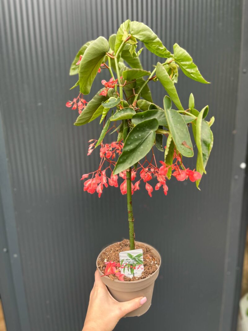Begonia Tamaya