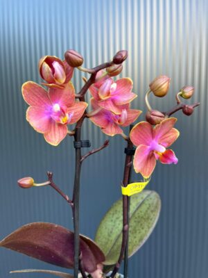 Phalaenopsis Aromio Amber | storczyk pachnący