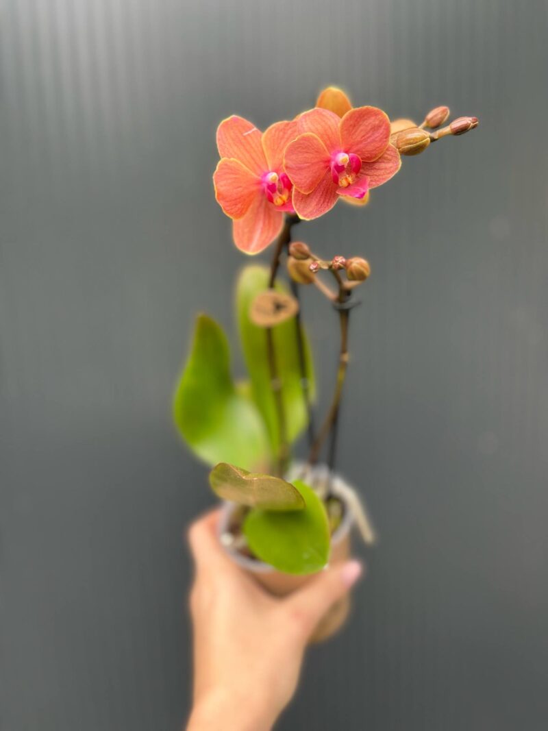 Phalaenopsis Kolibri Orange | Storczyk Phalaenopsis Kolibri Orange | Storczyk