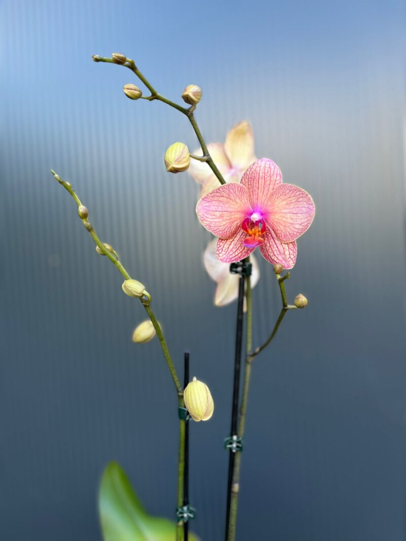 🌸 Phalaenopsis “Spring Mood” | Storczyk 🌸 Phalaenopsis “Spring Mood” | Storczyk