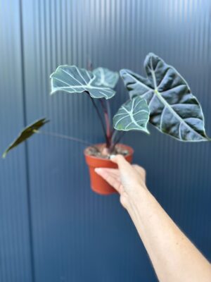 Alocasia Longiloba Purple Vein