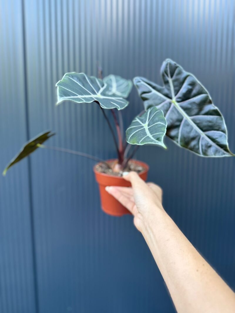 Alocasia Longiloba Purple Vein