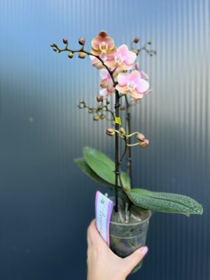 Phalaenopsis Aromio Oriental | Storczyk pachnący