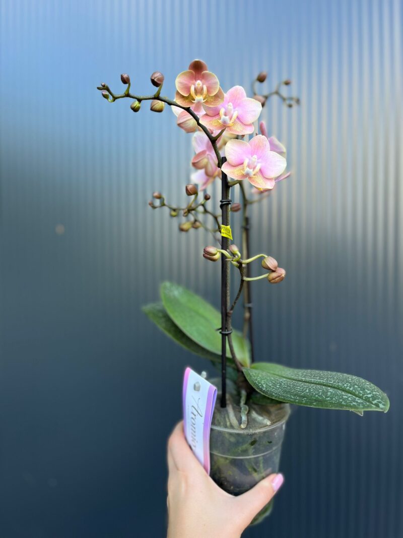 Phalaenopsis Aromio Oriental | Storczyk pachnący