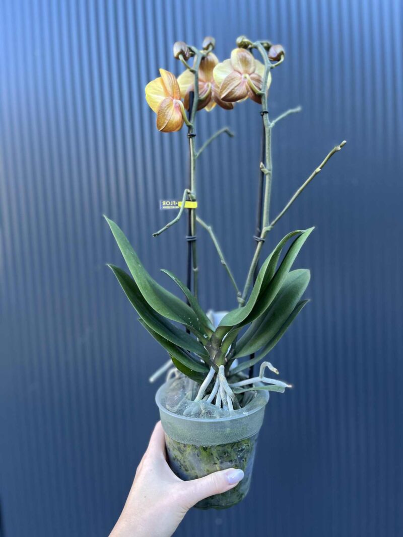 Phalaenopsis Las Vegas Gold | Storczyk