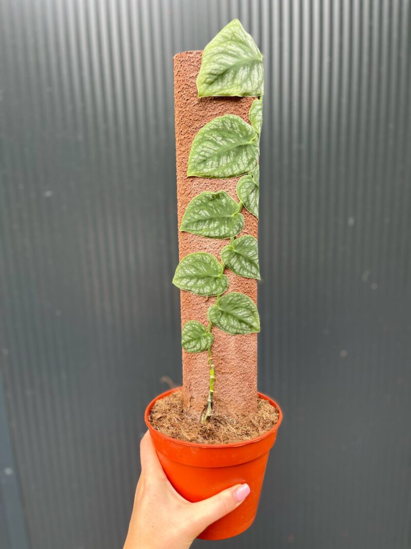 Monstera Dubia