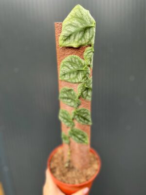 Monstera Dubia