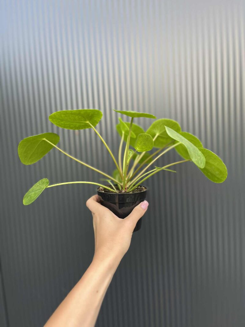 Pilea peperomiowata – Pieniążek
