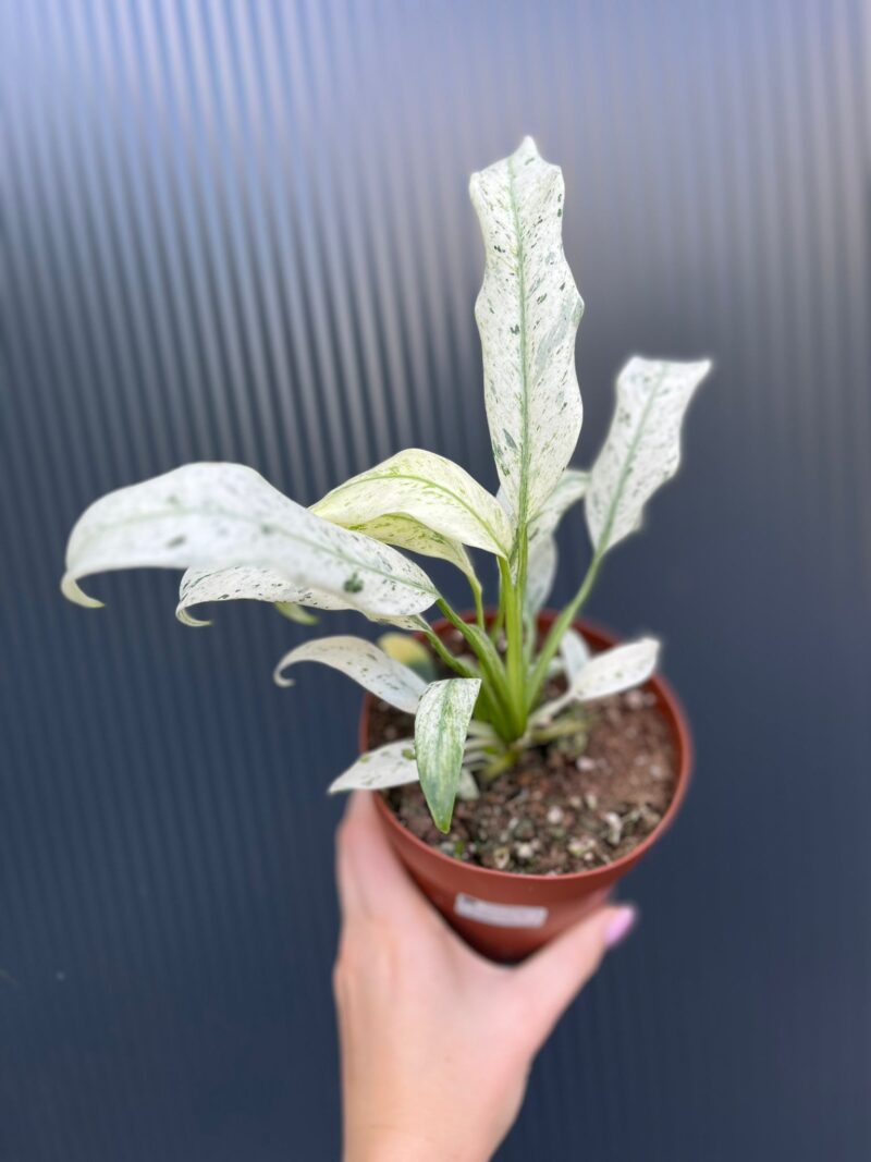 Epipremnum giganteum marble Variegata Epipremnum giganteum marble Variegata