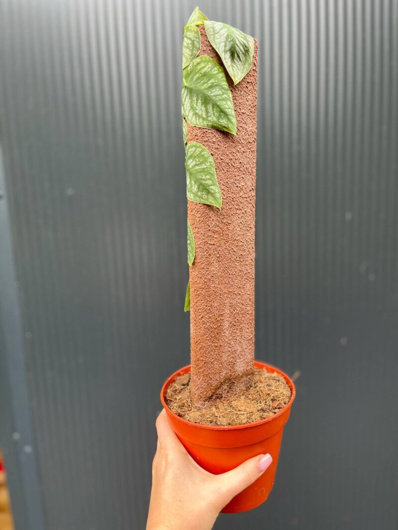 Monstera Dubia