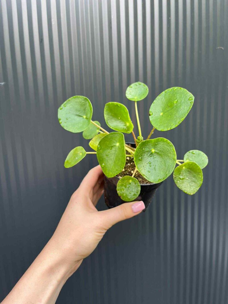 Pilea peperomiowata – Pieniążek