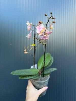 Phalaenopsis Aromio Oriental | Storczyk pachnący