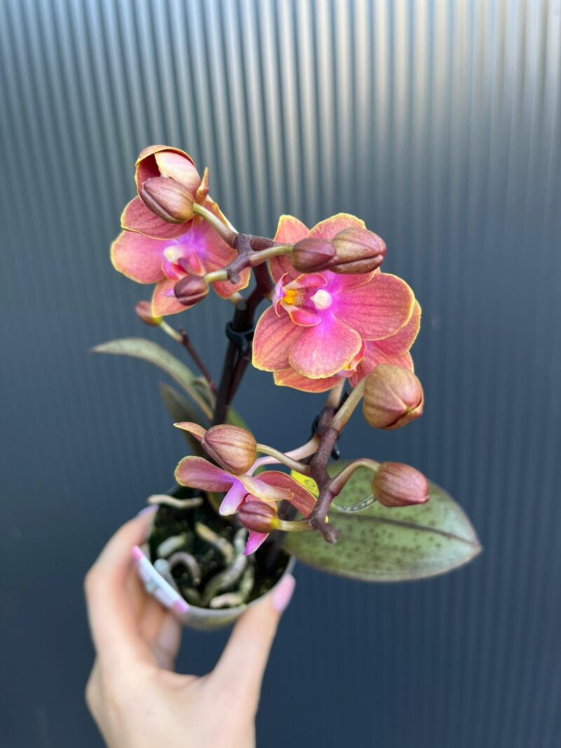 Phalaenopsis Aromio Amber | storczyk pachnący