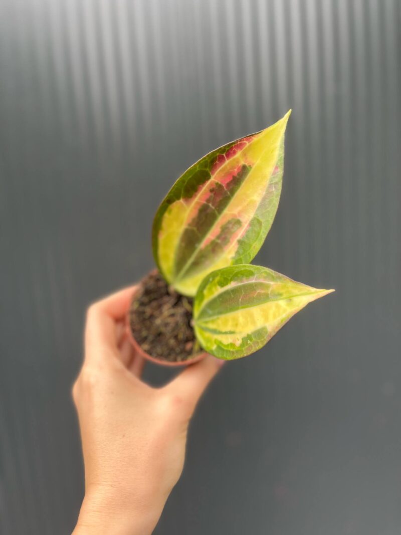 Hoya Pot of Gold Hoya Pot of Gold