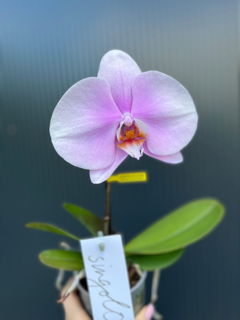 Phalaenopsis Rose Big Singolo Mino Phalaenopsis Rose Big Singolo Mino