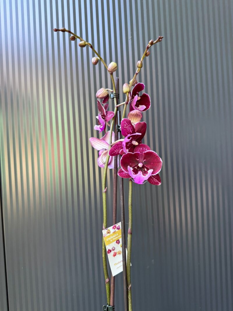 Phalaenopsis ‘Hot Kiss’ | Storczyk przekwitający