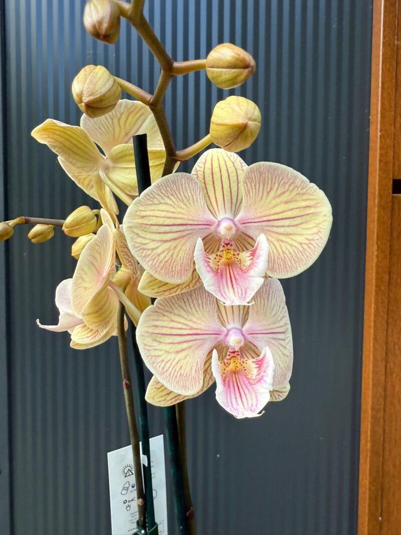Phalaenopsis Karen Big Lip | Storczyk Phalaenopsis Karen Big Lip | Storczyk