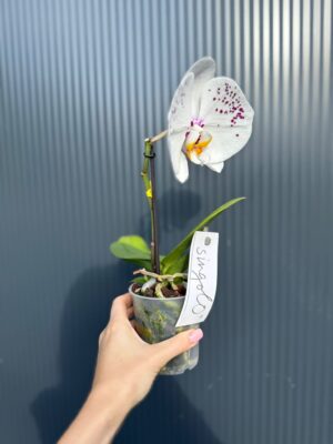 Phalaenopsis Singolo ‘Owari’| Storczyk