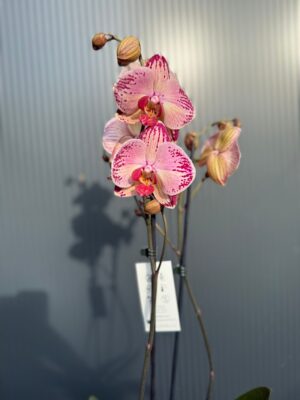 phalaenopsis paisaje | Storczyk przekwitnięty