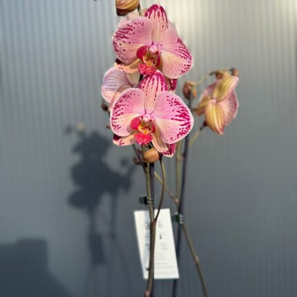 phalaenopsis paisaje | Storczyk przekwitnięty
