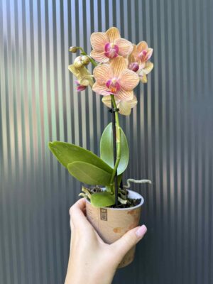 Phalaenopsis ‘Jamaica’ | Storczyk