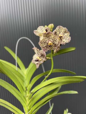 Storczyk Vanda 4