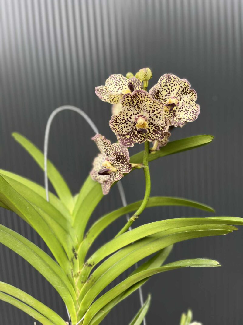 Storczyk Vanda 4 Storczyk Vanda 4