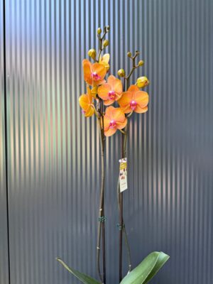 Phalaenopsis ‘Tamara’ | Storczyk