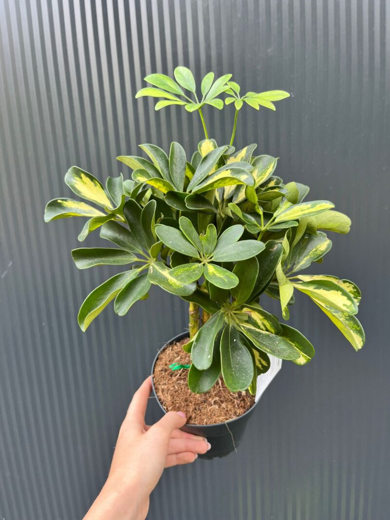 Schefflera arboricola ‘Gold Capella’ Schefflera arboricola ‘Gold Capella’
