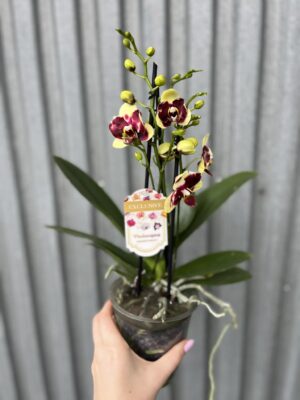 Phalaenopsis Catania | Storczyk bez pączków