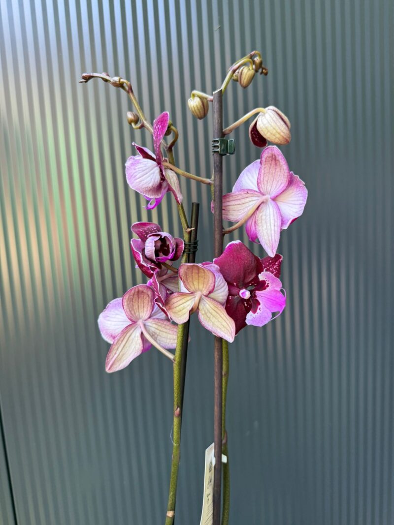 Phalaenopsis ‘Hot Kiss’ | Storczyk przekwitający