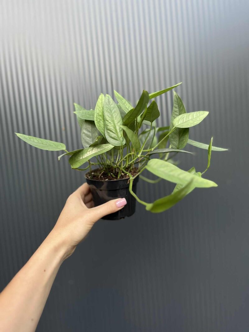 Epipremnum Cebu blue