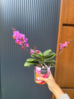Phalaenopsis Liu’s Triprince przekwitający