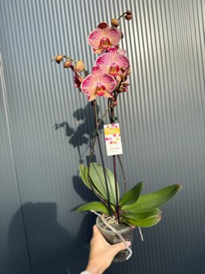 phalaenopsis paisaje | Storczyk przekwitnięty