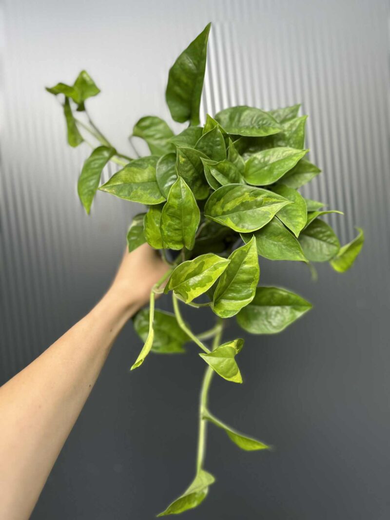 Epipremnum Global Green Epipremnum Global Green