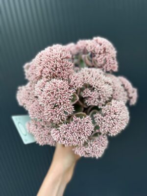 Sedum telephium „la Vie en Rose” rozchodnik variegata