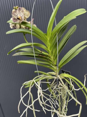 Storczyk Vanda 4