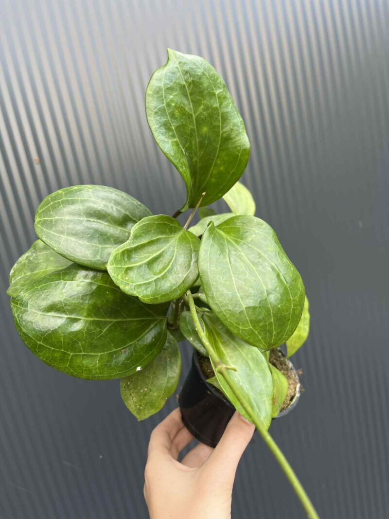 Hoya quinquenervia