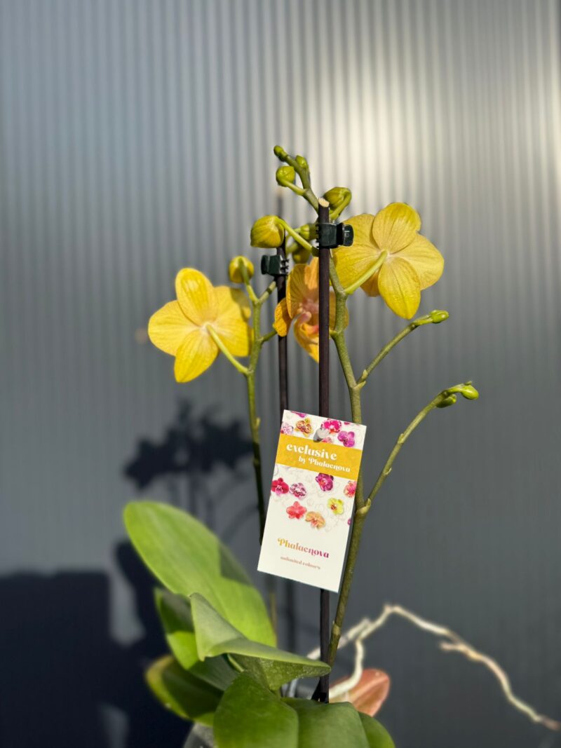 Phalaenopsis Limited 25 week 31 I Storczyk