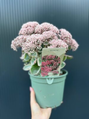 Sedum telephium „la Vie en Rose” rozchodnik variegata
