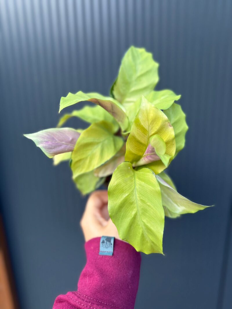 Calathea yellow fusion Calathea yellow fusion