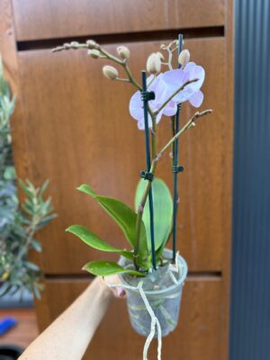 Phalaenopsis Limited 13