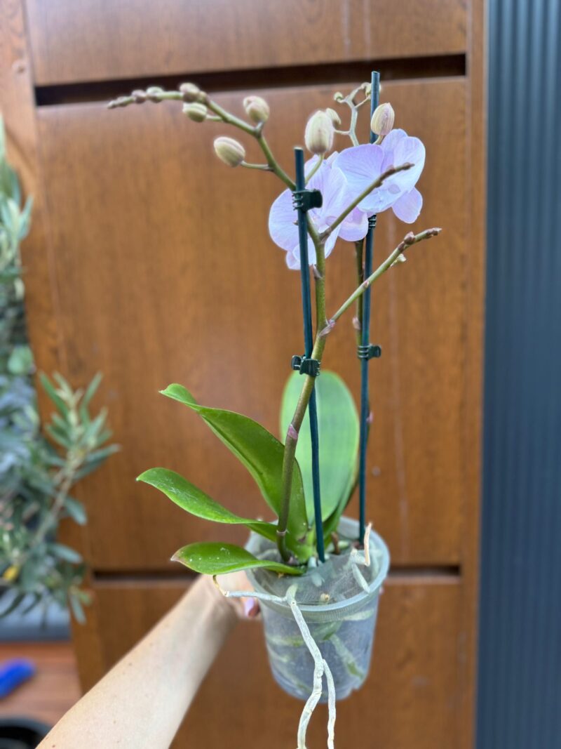 Phalaenopsis Limited 13