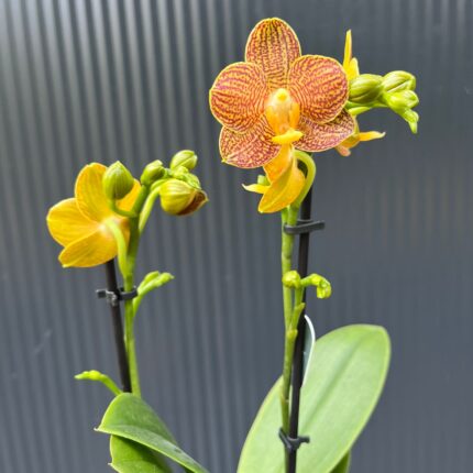 Phalaenopsis Indian Summer | Storczyk