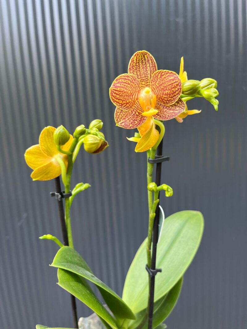 Phalaenopsis Indian Summer | Storczyk Phalaenopsis Indian Summer | Storczyk